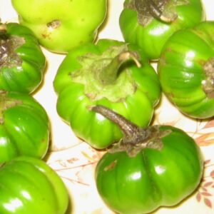 Bitter Brinjal