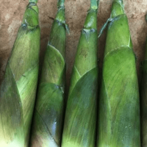 Laiva Bamboo (Fresh Bamboo Shoots) 4 pcs