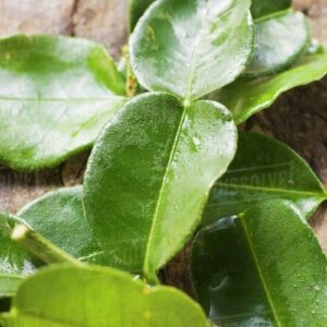 Lemon Leaves / Nimbu ke Patte