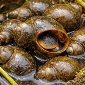 Paddy Field Snail